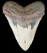 Bargain, Megalodon Tooth - North Carolina #48293-1
